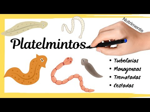 Phylum Platyhelminthes (Turbellaria, Monogenea, Trematodes and Cestodes)