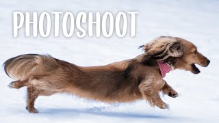 Taking Action Photos of My Dachshund