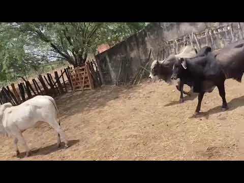 ➡️ *PROMOÇÃO 10 Bois na balança a 22 reais em Mogeiro/ Paraíba. Whatsapp 84 99810 2784*#gado 