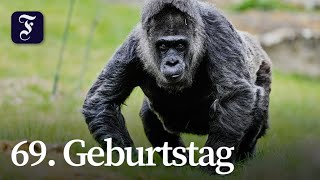 Fatou: Der wohl älteste Gorilla der Welt feiert 69. Geburtstag