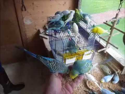 2017 11 23 Verabschiedung von 2 Wellensittichen