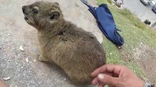 Making friends with wild hyrax (closest relative to elephant)