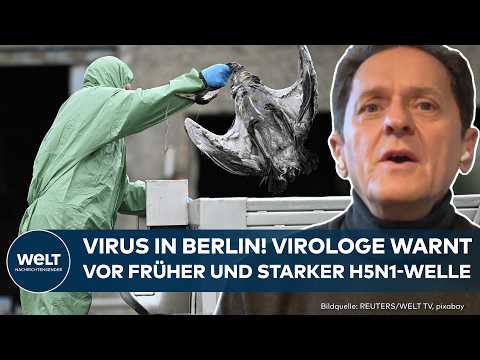 DEUTSCHLAND: Vogelgrippe-Schock! 15.000 Tiere getötet – Virus breitet sich aus