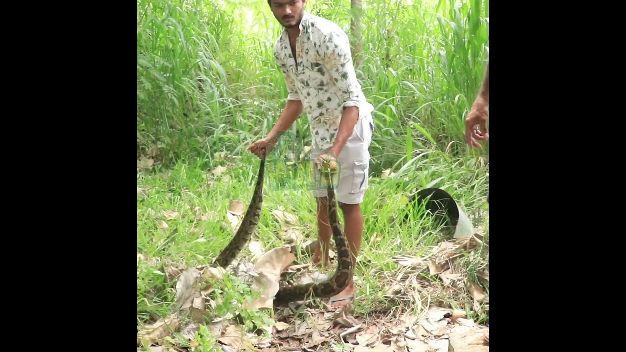 Python Saved After Falling Into Deep Well 🐍💧