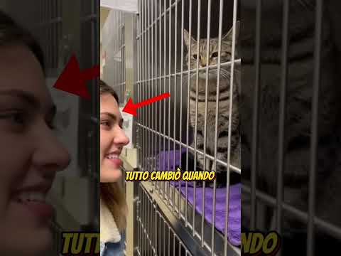 Un gatto dal cuore duro
