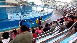 preview picture of video '台湾花蓮海洋公園イルカショー前座のジャグラーパフォーマンスその１'