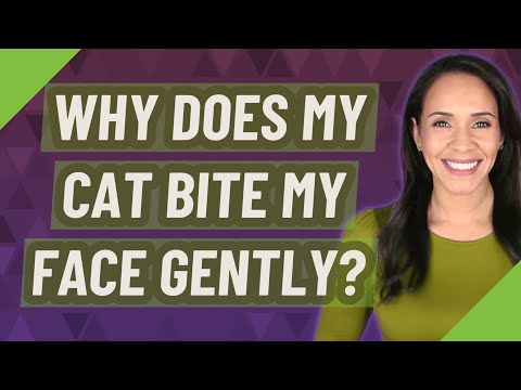 Why does my cat bite my face gently?