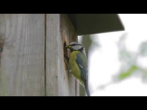 Täällä jälleen HD 1080p