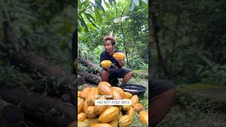 Download lagu Coklat ijo kajuman stok terbatas, #coklatijokajuman #coklat #jabatmenjulu mp3
