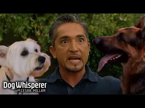 Season 1 Episodes 21&22 | Cesar Takes on Feisty Dogs of All Sizes