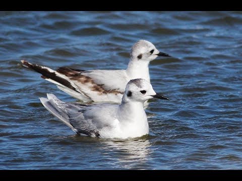 Čajka malá (Hydrocoloeus minutus) — záber druhu na Cypre
