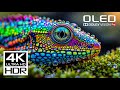 This Will Challenge Your Screen Most Amazing 4K HDR Dolby Vision Video At 120 FPS