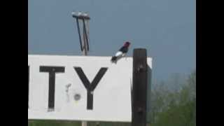 preview picture of video 'Woodpecker pecks metal railroad sign'