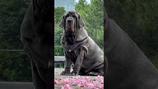 Download lagu Mastino napoletano Duny  #mastiff #mastinonapoletano mp3