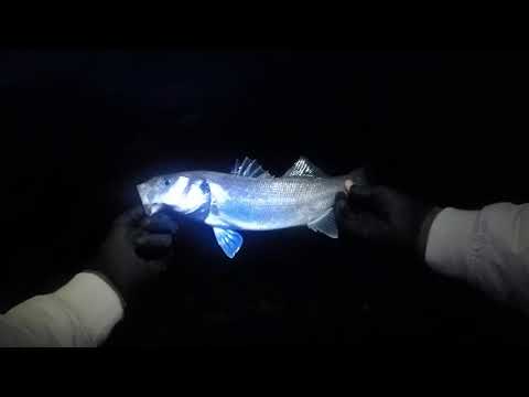 Sea bass on lure