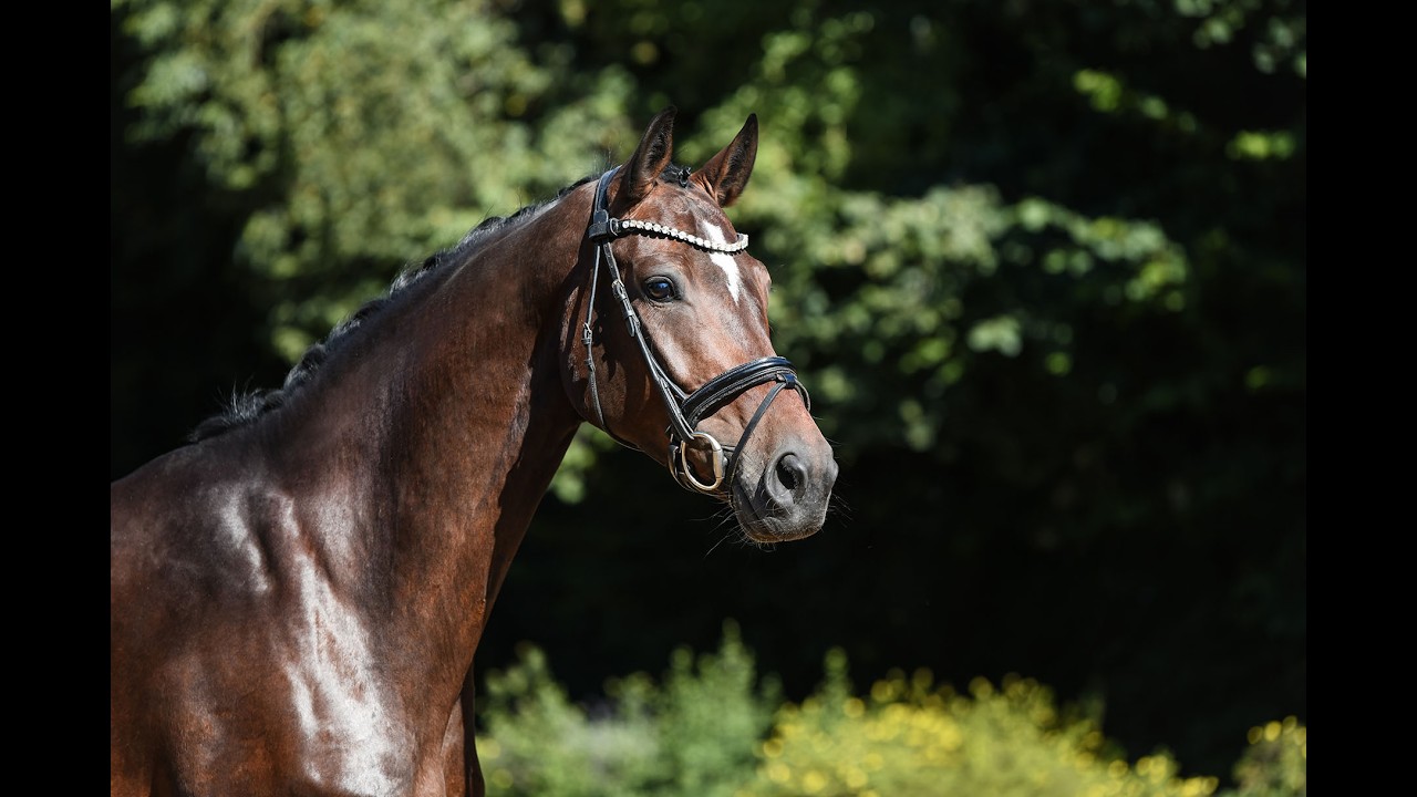 Charming dressage mare from our own breeding program video 1