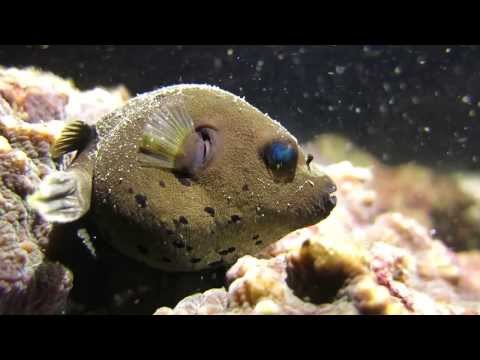 Hemei School, Northeast Coast, Taiwan - Midnight Dive 臺灣東北角和美國小－午夜潛水 (Hemei School, Northeast Coast, Taiwan - Midnight Dive 台灣東北角和美國小－午夜潛水)