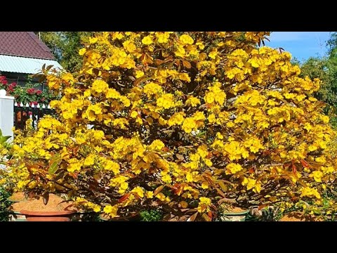 Thử nghiệm thành công giống víp siêu giống Tóp 1 bình định từ cây lùm mẹ 400 triệu ae hợp nhãn LH.