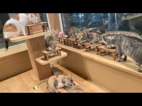晩ごはんを食べる猫たち🐈