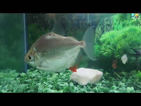 How to set up artificial grass in home aquarium | Planted Tank