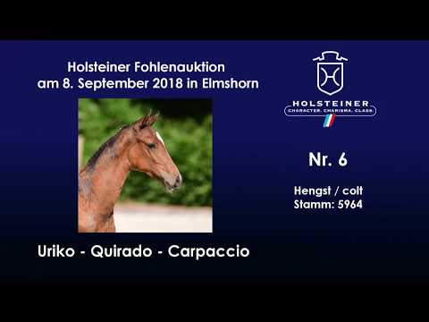 Holsteiner Fohlenauktion | Nr. 6 v. Uriko - Quirado