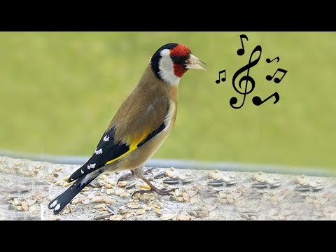 CD Εκπαιδευτικό | με φωνές Καρδερίνας