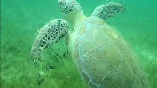preview picture of video 'Playa Akumal Turtles - March 2015'