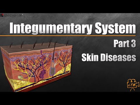 Integumentary System Part 3 (Part 3 Of 3) (Skin Diseases)