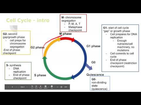 Bio285 Review - Cell Cycle I