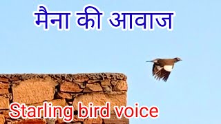 Indian maina bird free ringtone sound/myna ki awaj