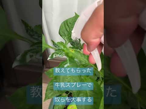 なぜトマトに牛乳をかけるのでしょうか？副作用はありますか?  庭園