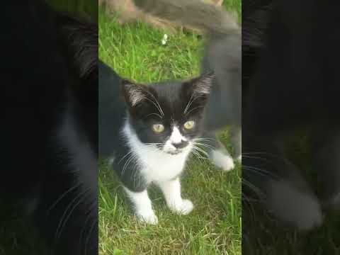 #nature #cats #green #healing