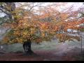 Mediaeval Baebes - Sunrise 