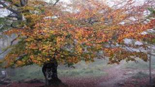 Mediaeval Baebes - Sunrise