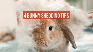 4 TIPS FOR BUNNY FUR SHEDDING | Pet Rabbit Care