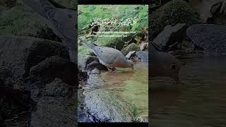 Download lagu Story wa 30 detik #shortvideo #katabijak mp3 Download lagu Story wa 30 detik #shortvideo #katabijak mp3