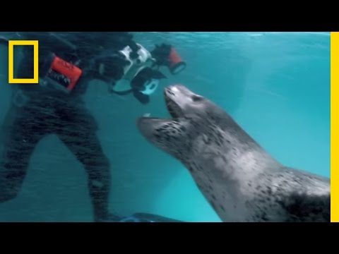 Making New Friends In Antarctica - Amazing Tale!