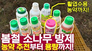 3월달 소나무(+활엽수) 농약 지역별 시기 및 방제 방법! (농약 추천! 사용량 추천!)