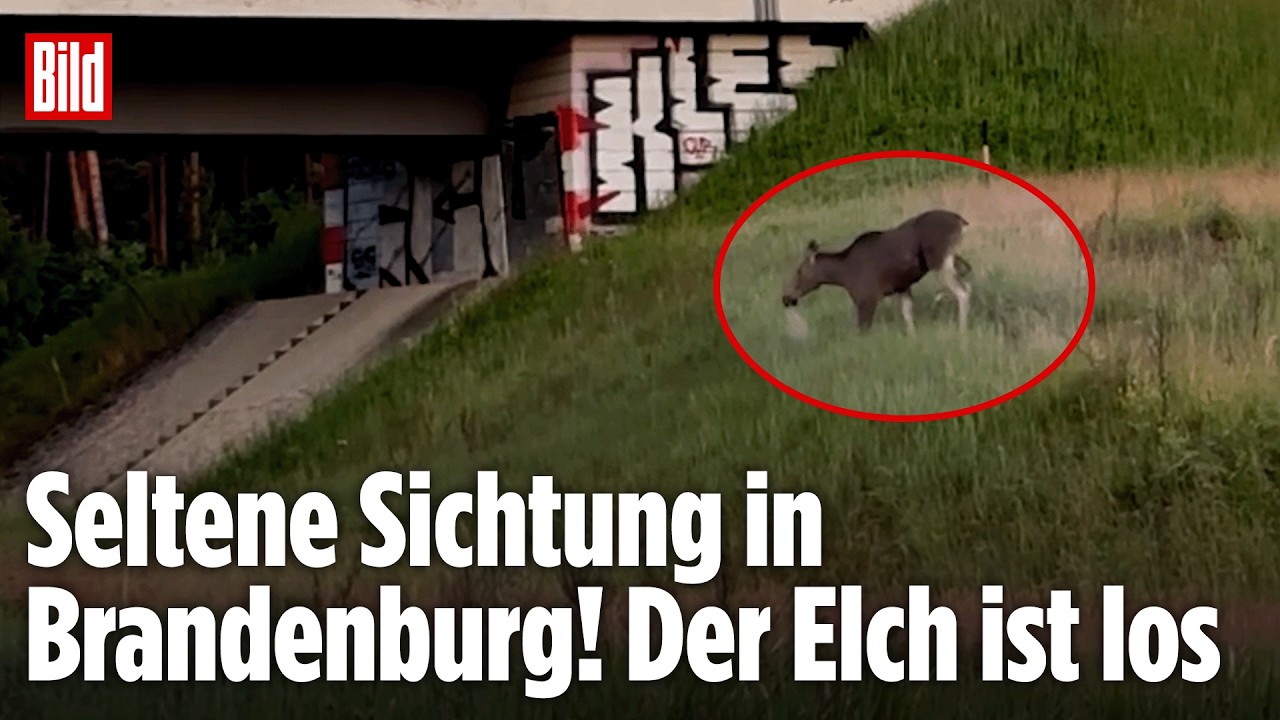 BRANDENBURG: Plötzlich wandert ein Elch an einer Autobahn entlang! Seltene Sichtung!