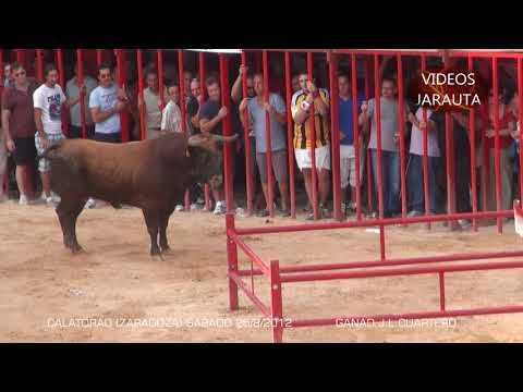 CALATORAO ( ZARAGOZA ) SÁBADO 25 AGOSTO 2012 (CONCURSO DE GANADERIAS) MEJOR TORO ( J.L.CUARTERO )