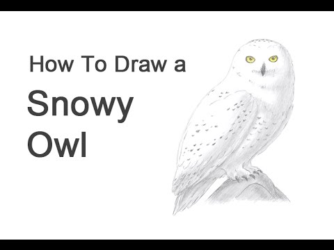 How to Draw a Snowy Owl