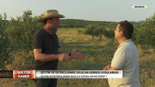 Sektör Haber | Ekosolfarm Manisa Zeytin Yetiştiriciliği