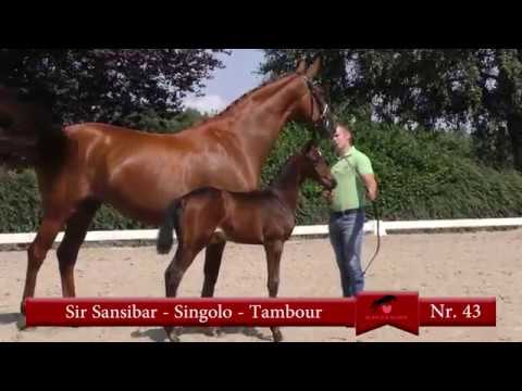 Nr 43 Sir Sansibar - Singolo
