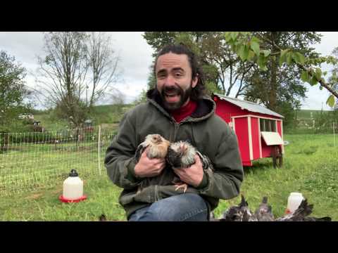 Checking-in with GeerCrest Ep 7: Dorking Chickens