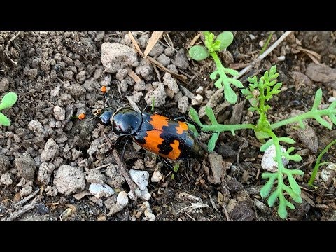 American Burying Beetle (Nicrophorus americanus)