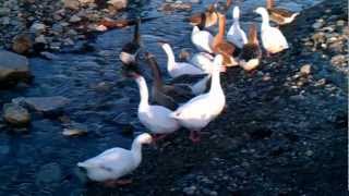 preview picture of video 'Geese drinking after eating'
