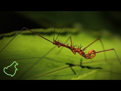 Bukit Sapat Hawung - Expedition in to the Heart of Borneo (English & HD)
