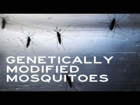 Breaking 2019 Google Alphabet Genetically Modified Mosquitoes Antibiotic resistant super bugs danger Video