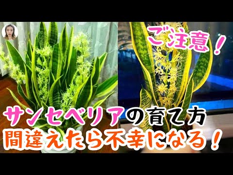 リピケファルス・サンギネウスについて詳しく解説