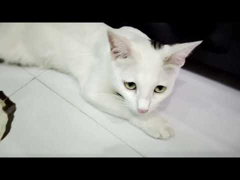 cat and baby😻😻😻😻Danyal khan